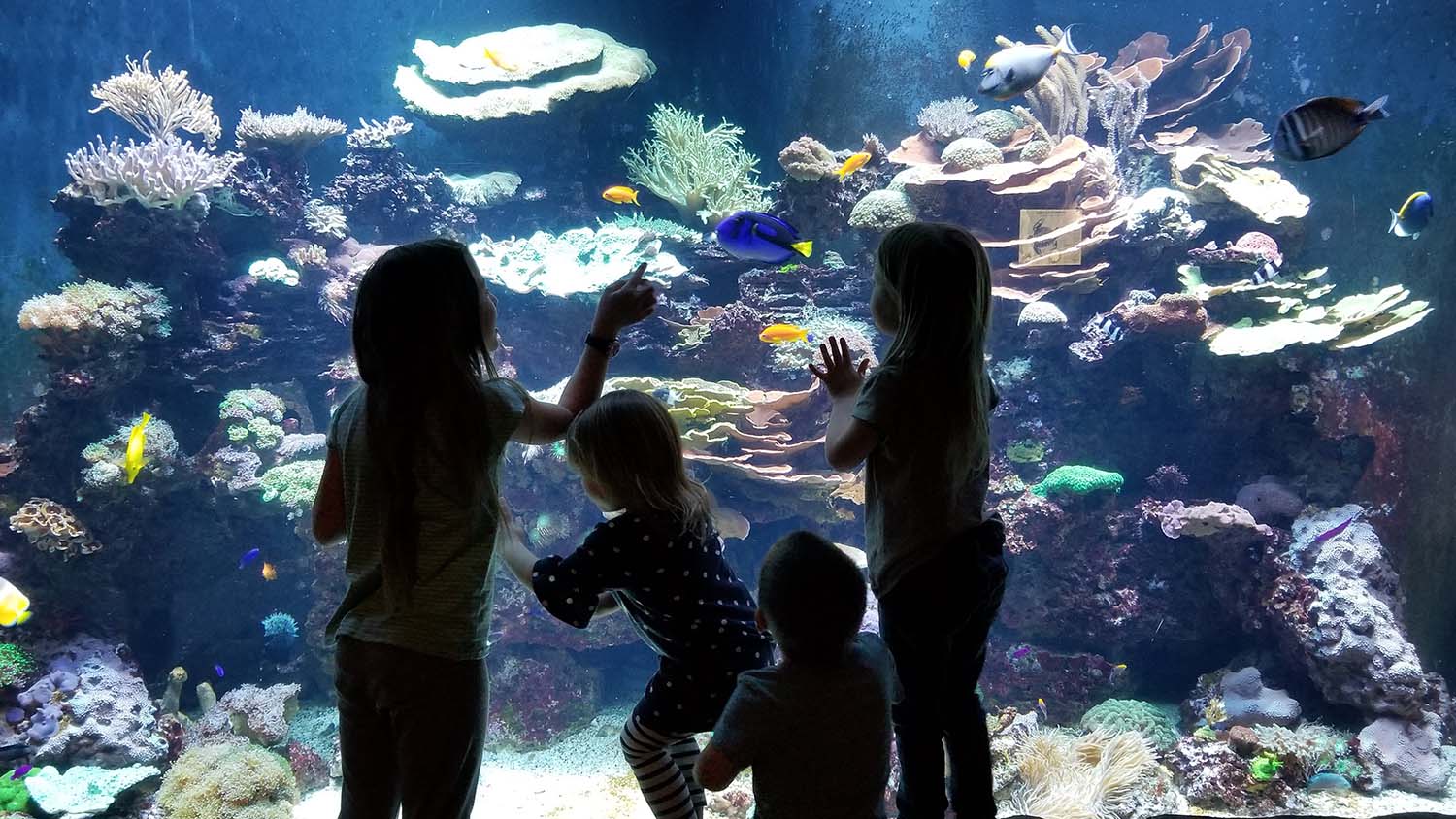 Four awesome little kids marvel at an enormous tank of fish at the Loveland Living Planet Aquarium