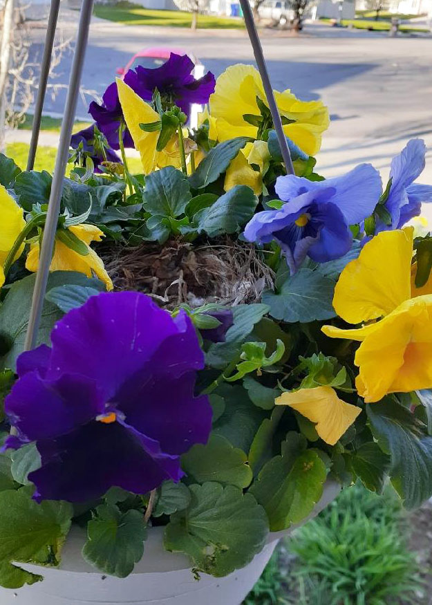 a hanging basket of flowers with a small bird nest in the center