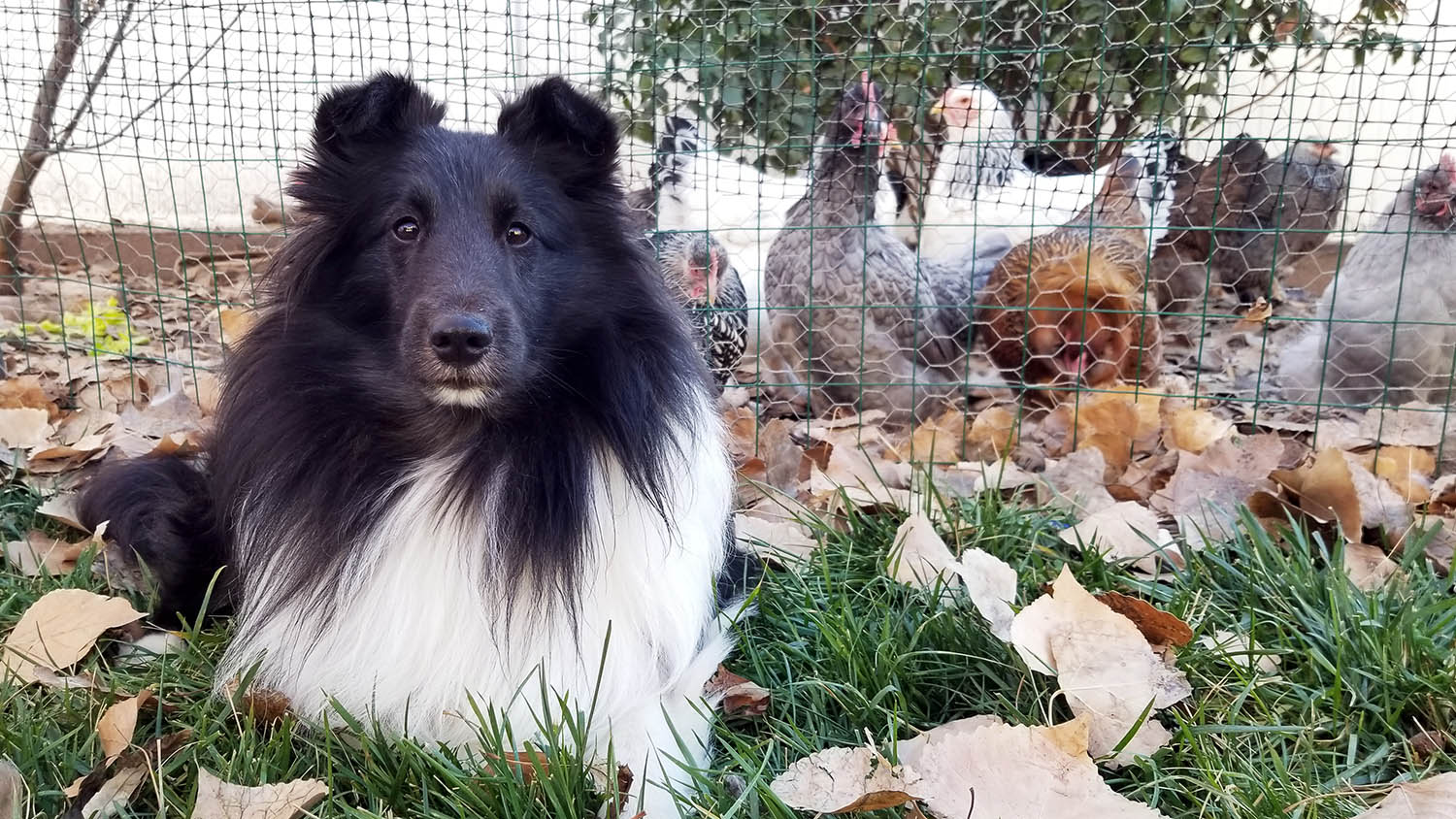 A cute black and white dog sitting in front of a fence with chickens visible in the background