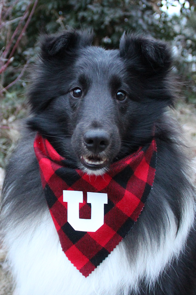 A cute black and white dog wearing a black and red scarf wiht a white block U on it