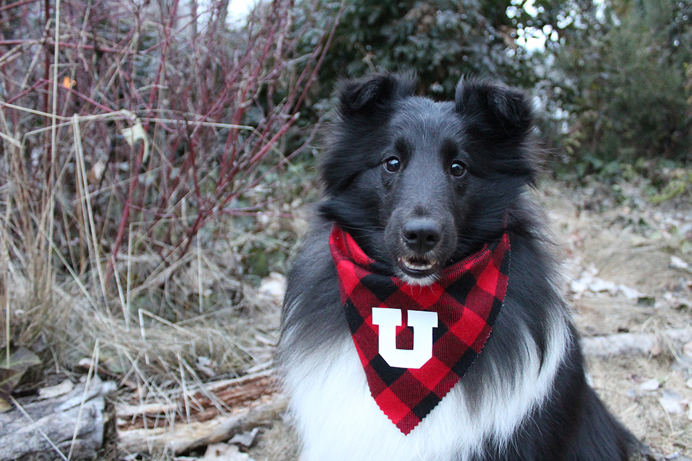 Photo of a cute black and white dog wearing a black and red scarf with the block U logo