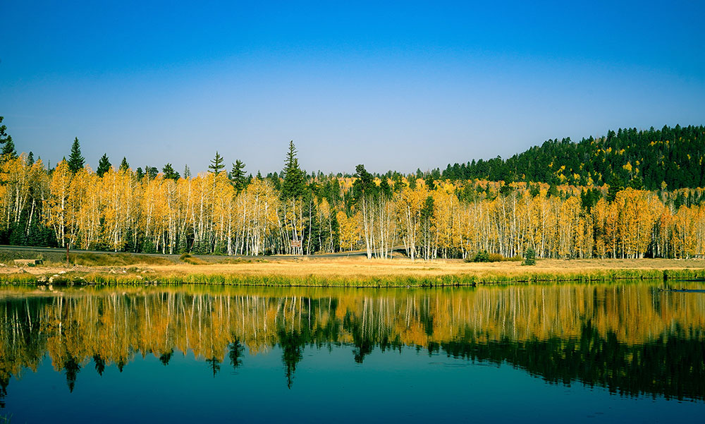 Photo of glorious yellow fall leaves, dotted with green evergreens, reflected in a clear body of water with blue skies