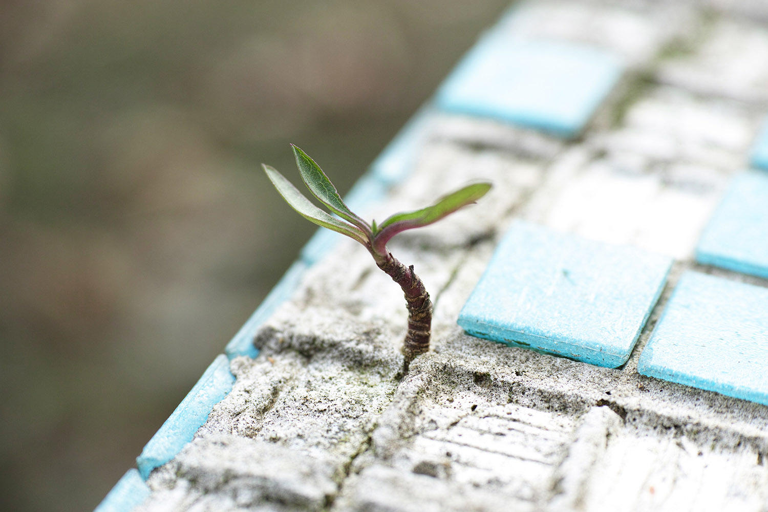 Small plant sprouts from cement and tile