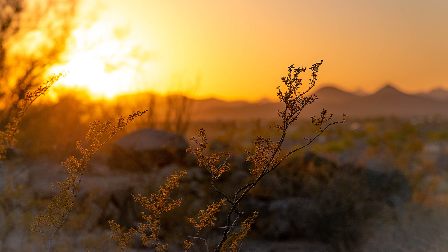 Photo with plants in the foreground and a warm colored desert sunset in the background
