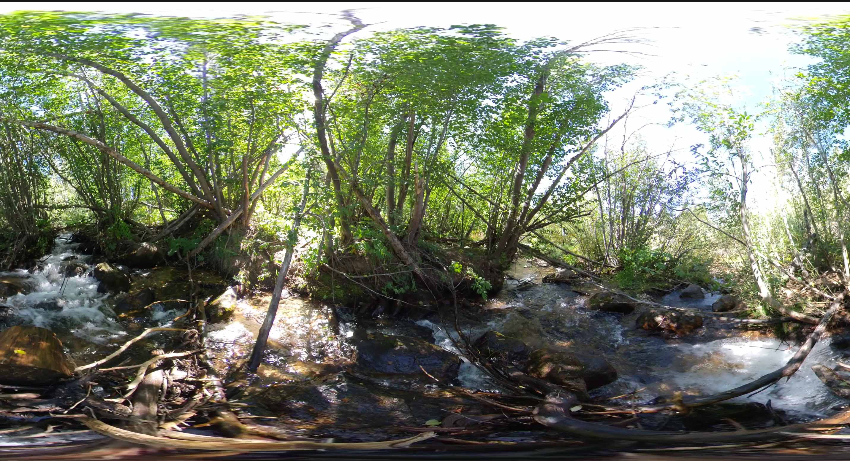A wrap around image taken from a VR video of a nature setting with trees and a creek